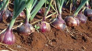 Complete Practical Guide on Onion Farming Complete Practical Guide on Onion Farming