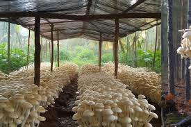 Complete Practical Guide on Mushroom Farming