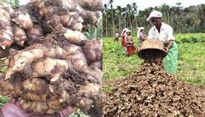 Complete Practical Guide on Ginger Farming