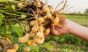 Complete Practical Guide on Groundnuts Farming