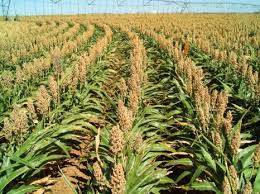 Complete Practical Guide on Guinea Corn Farming