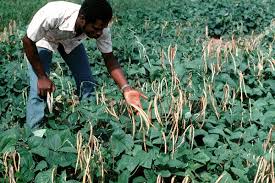 Complete Practical Guide on Cowpea Farming