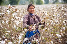 Complete Practical Guide on Cotton Farming