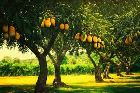 Complete Practical Guide on Mango Farming