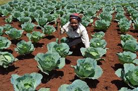 Complete Practical Guide on Cabbage Farming