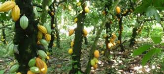 Complete Practical Guide on Cocoa Farming