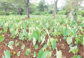 Complete Practical Guide on Cocoyam Farming