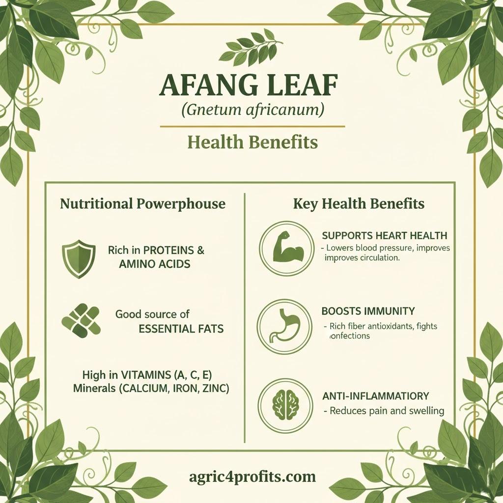 Afang Leaf and Its Health BenefitsAfang Leaf and Its Health Benefits