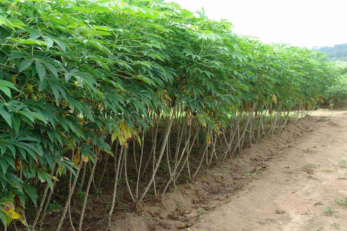 The Complete Guide to Cassava Planting and Processing