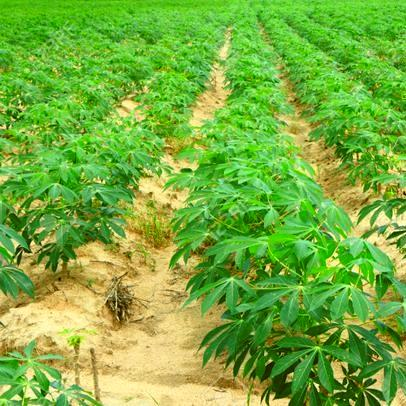 How to Intercrop Potatoes and Cassava for High Yields, Maximize Land Use, and Improve Soil Quality