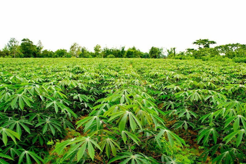 How to Intercrop Potatoes and Cassava for High Yields, Maximize Land Use, and Improve Soil Quality