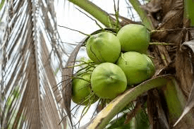 Complete Practical Guide on Coconut Farming