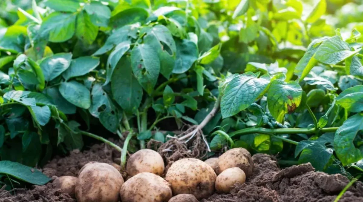 How to Intercrop Potatoes and Cassava for High Yields, Maximize Land Use, and Improve Soil Quality