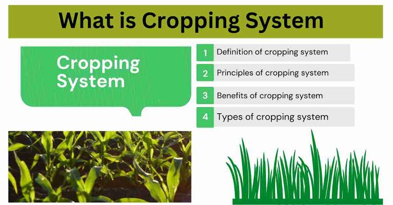 The Impact of Cropping Systems on Agricultural Sustainability