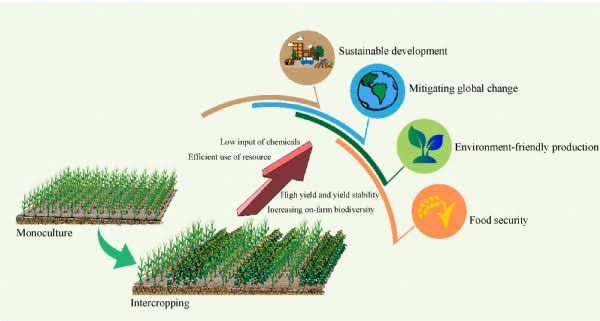 The Impact of Cropping Systems on Agricultural Sustainability