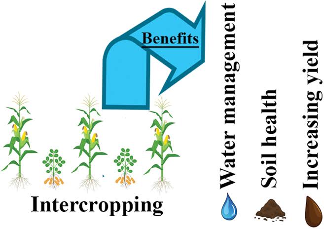 The Impact of Cropping Systems on Agricultural Sustainability