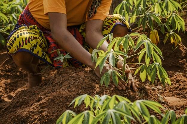 The Complete Guide to Cassava Planting and Processing