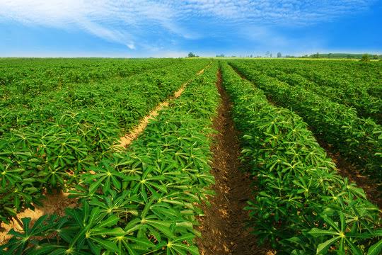 The Complete Guide to Cassava Planting and Processing