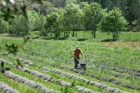 Complete Practical Guide on Thyme Farming