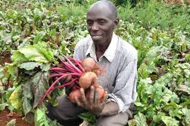 Complete Practical Guide on Beet Farming