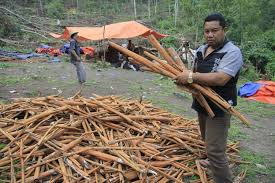 Complete Practical Guide on Cinnamon Farming