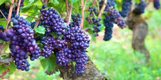 Complete Practical Guide on Grape Farming