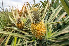 Complete Practical Guide on Organic Pineapple Farming