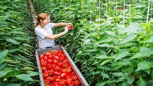 Complete Practical Guide on Organic Pepper Farming