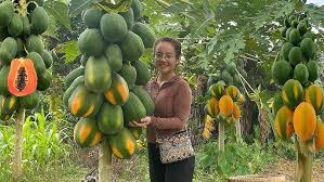 Complete Practical Guide on Organic Papaya Farming