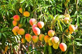 Complete Practical Guide on Organic Mango Farming