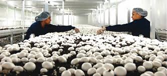 Complete Practical Guide on Organic Mushroom Farming