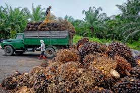 Complete Practical Guide on Organic Oil Palm Farming