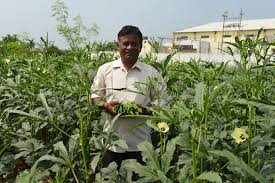 Complete Practical Guide on Organic Okra Farming