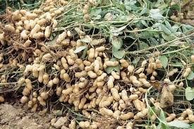 Complete Practical Guide on Organic Groundnut Farming