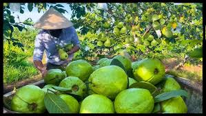 Complete Practical Guide on Organic Guava Farming