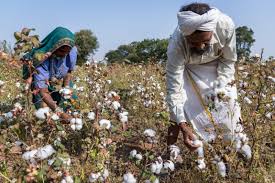 Complete Practical Guide on Organic Cotton Farming