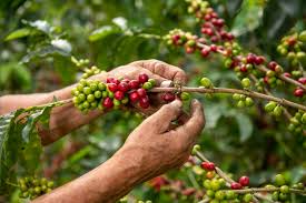 Complete Practical Guide on Organic Coffee Farming