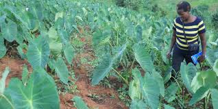 Complete Practical Guide on Organic Cocoyam Farming