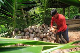 Complete Practical Guide on Organic Coconut Farming