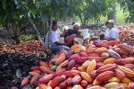 Complete Practical Guide on Organic Cocoa Farming