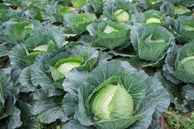 Complete Practical Guide on Organic Cabbage Farming