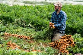 Complete Practical Guide on Organic Carrot Farming