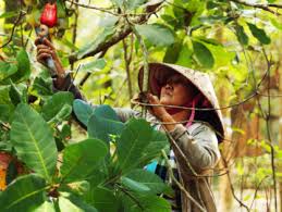 Complete Practical Guide on Organic Cashew Farming