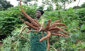 Complete Practical Guide on Organic Cassava Farming