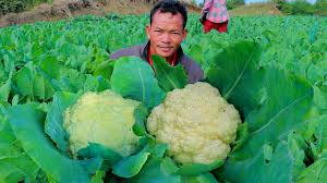 Complete Practical Guide on Organic Cauliflower Farming