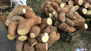 Complete Practical Guide on Organic Yam Farming