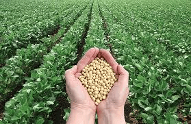 Complete Practical Guide on Organic Soybean Farming