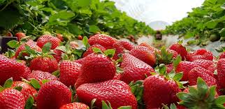 Complete Practical Guide on Organic Strawberry Farming