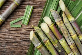 Complete Practical Guide on Organic Sugarcane Farming