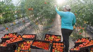 Complete Practical Guide on Organic Tomatoes Farming